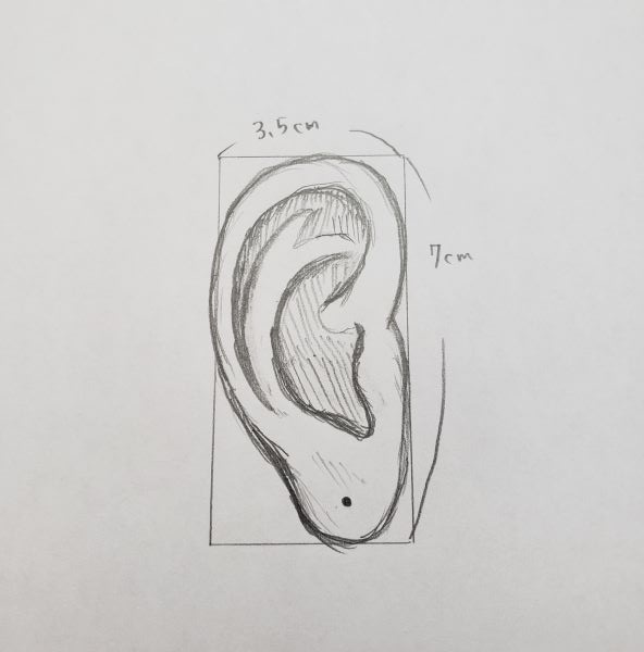 耳のデザイン