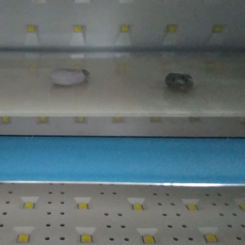 ⑤全体をヤスリがけしてヒートンを接着する
