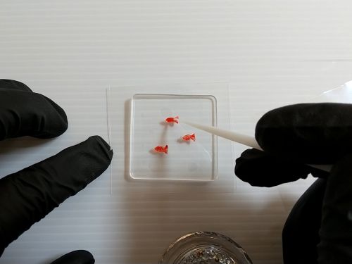 ③金魚のパーツを作る