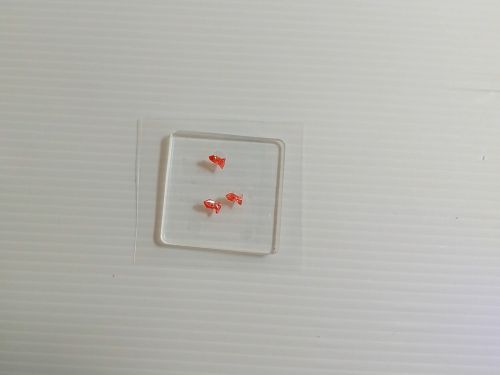 ③金魚のパーツを作る