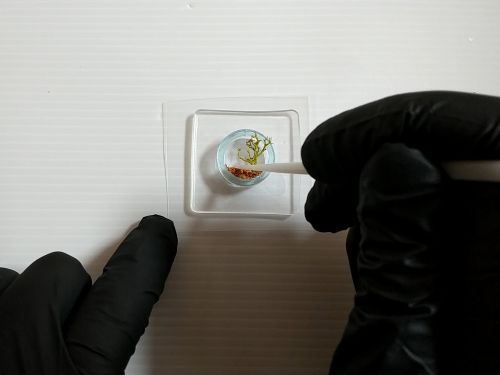 ④各パーツをリングの中に配置してフィルムで蓋をする