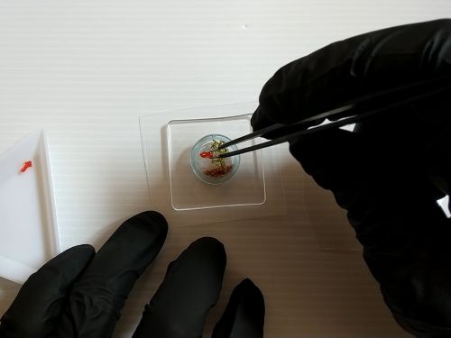 ④各パーツをリングの中に配置してフィルムで蓋をする