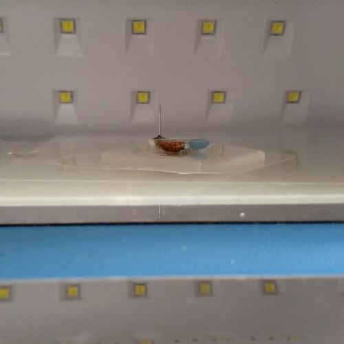 ⑦コーティングする