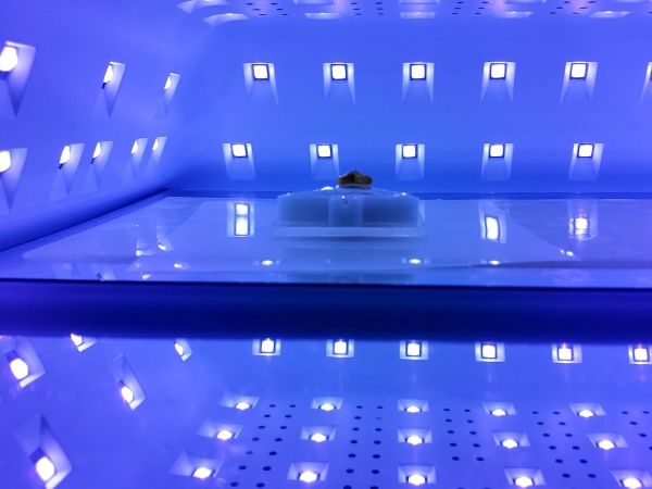 ⑥コーティングする