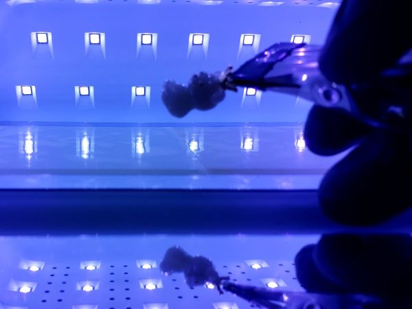 ①立体ミニアニマルパーツを作る